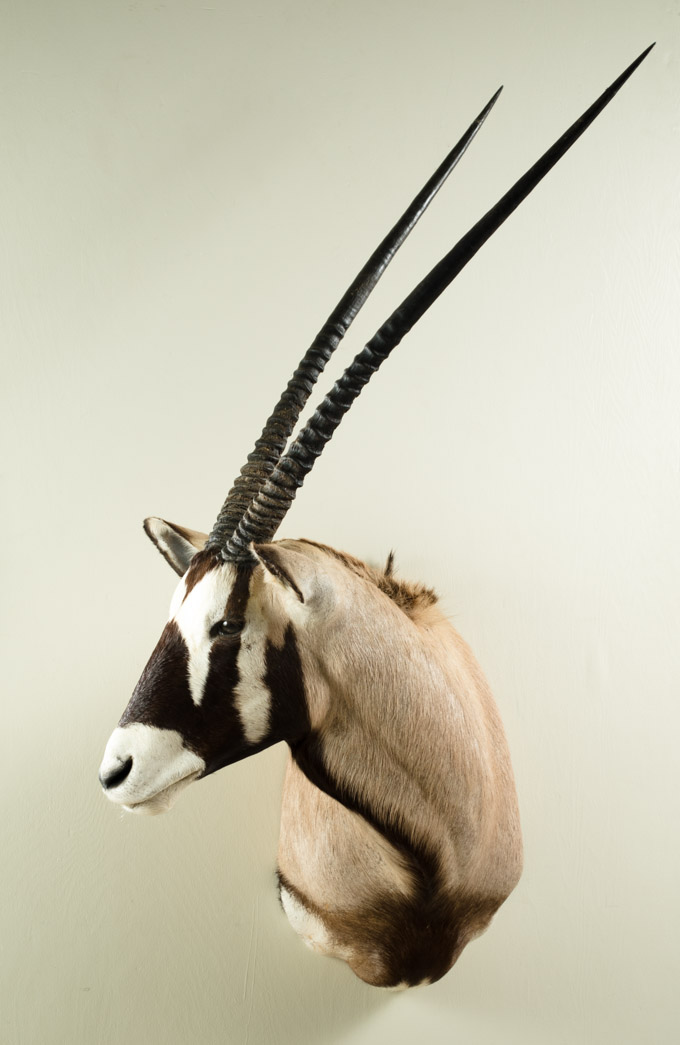 Appraisal: GEMSBOCK TAXIDERMY MOUNT a large antelope of the Oryx genus