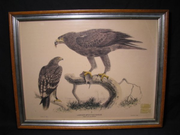 Appraisal: Hand colored print titled Larger Spotted Eagle by E Neale