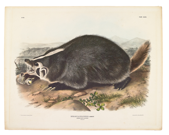 Appraisal: ANIMALS Audubon John James American Badger Plate XLVII Hand-colored lithographed