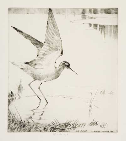 Appraisal: WALTER TITTLE Collection of etchings and drypoints of birds Each