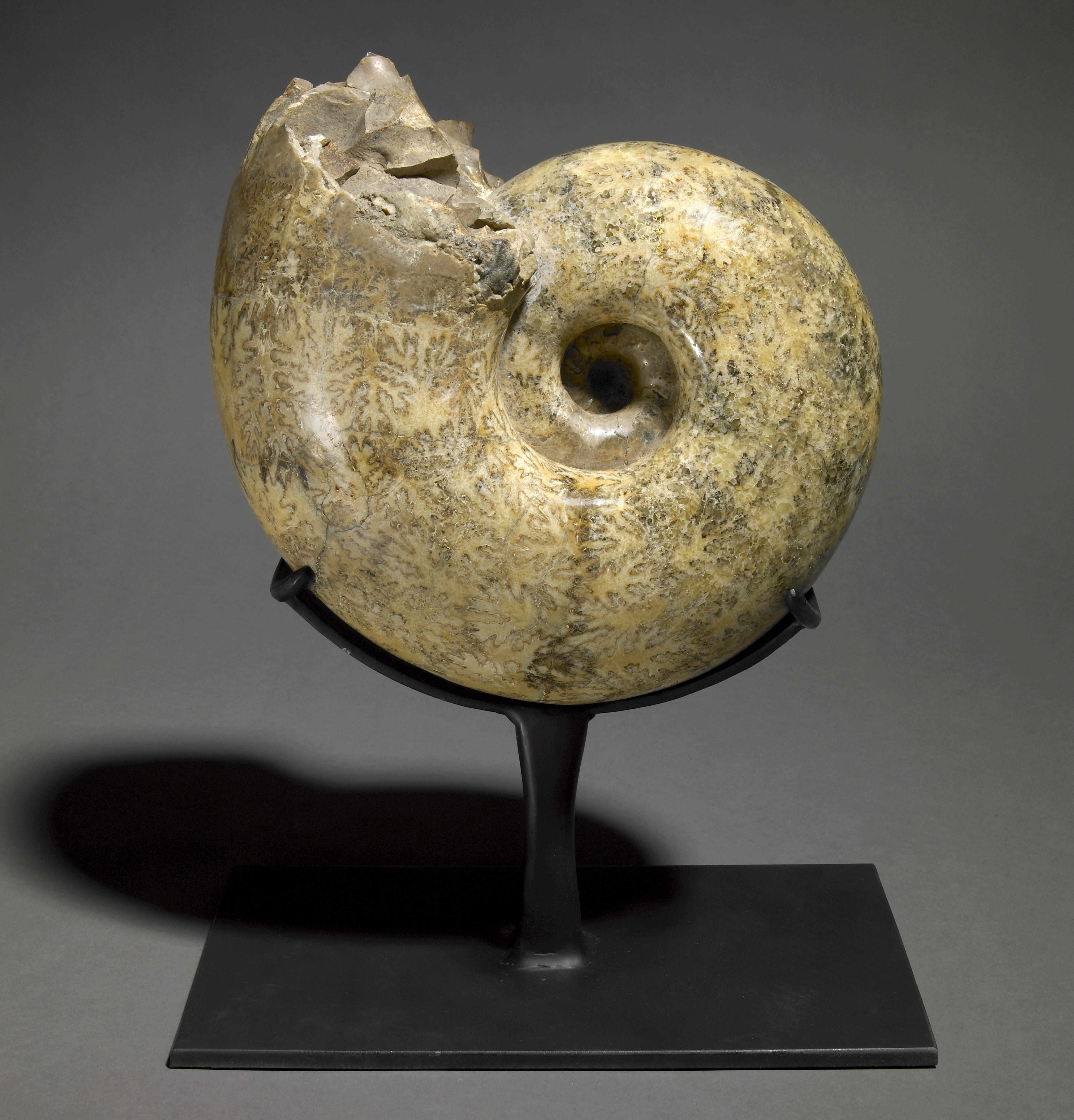 Appraisal: Robust Ammonite Pachydiscus sp Baha CaliforniaThis is a very robust