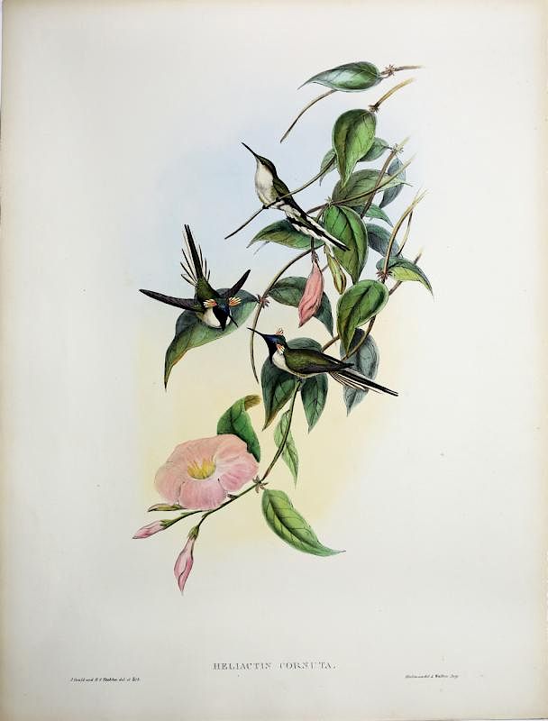 Appraisal: Beautiful Hand Colored Lithographs of Hummingbirds by Gould Heliactix Cornuta