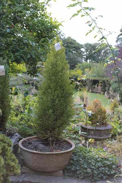 Appraisal: A PAIR OF CIRCULAR TERRACOTTA SHALLOW PLANTERS each with two