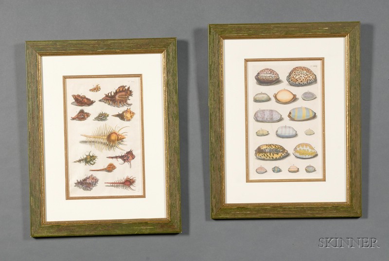 Appraisal: Group of Four Decorative Hand-colored Conchological Shell Engravings th century