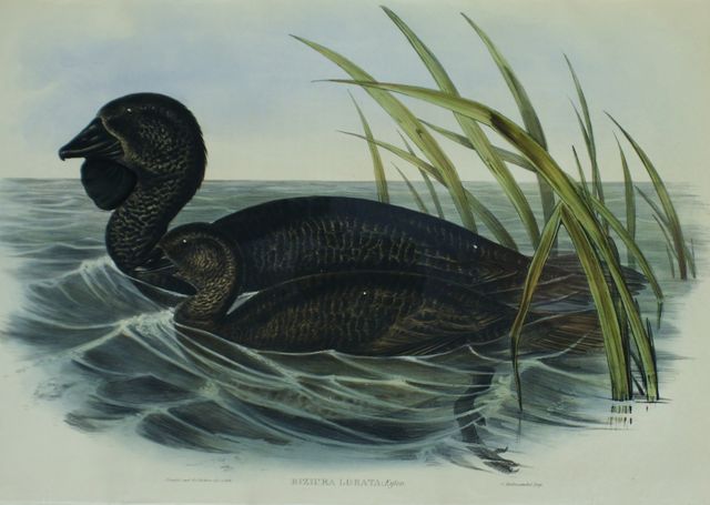 Appraisal: Musk Duck Biziura Lobata