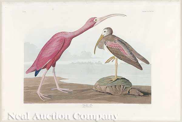 Appraisal: John James Audubon American - Scarlet Ibis Plate CCCXCVII from