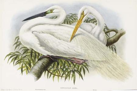 Appraisal: Gould John Ornithological prints from Gould's The Birds of Britain