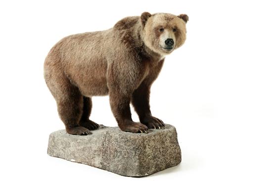 Appraisal: GRIZZLY BEAR FULL BODY TAXIDERMY MOUNT On a rock-form base