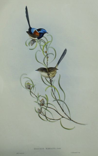 Appraisal: Graceful Wren Malurus Elegans Lithograph by Elizabeth Gould