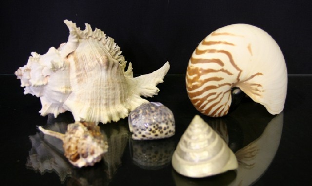 Appraisal: A vast collection of seashells and fossils approximately pieces