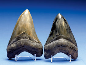 Appraisal: LARGE FOSSIL SHARK'S TOOTH Carcharodon megalodon Miocene Hawthorn Formation Morgan