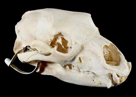 Appraisal: Montana Black Bear Taxidermy Skull For bidding in this lot