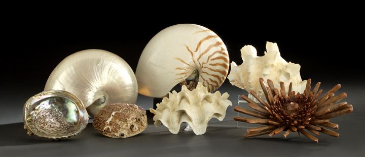 Appraisal: Collection of Seven Rare Exotic Seashells composed of a pencil