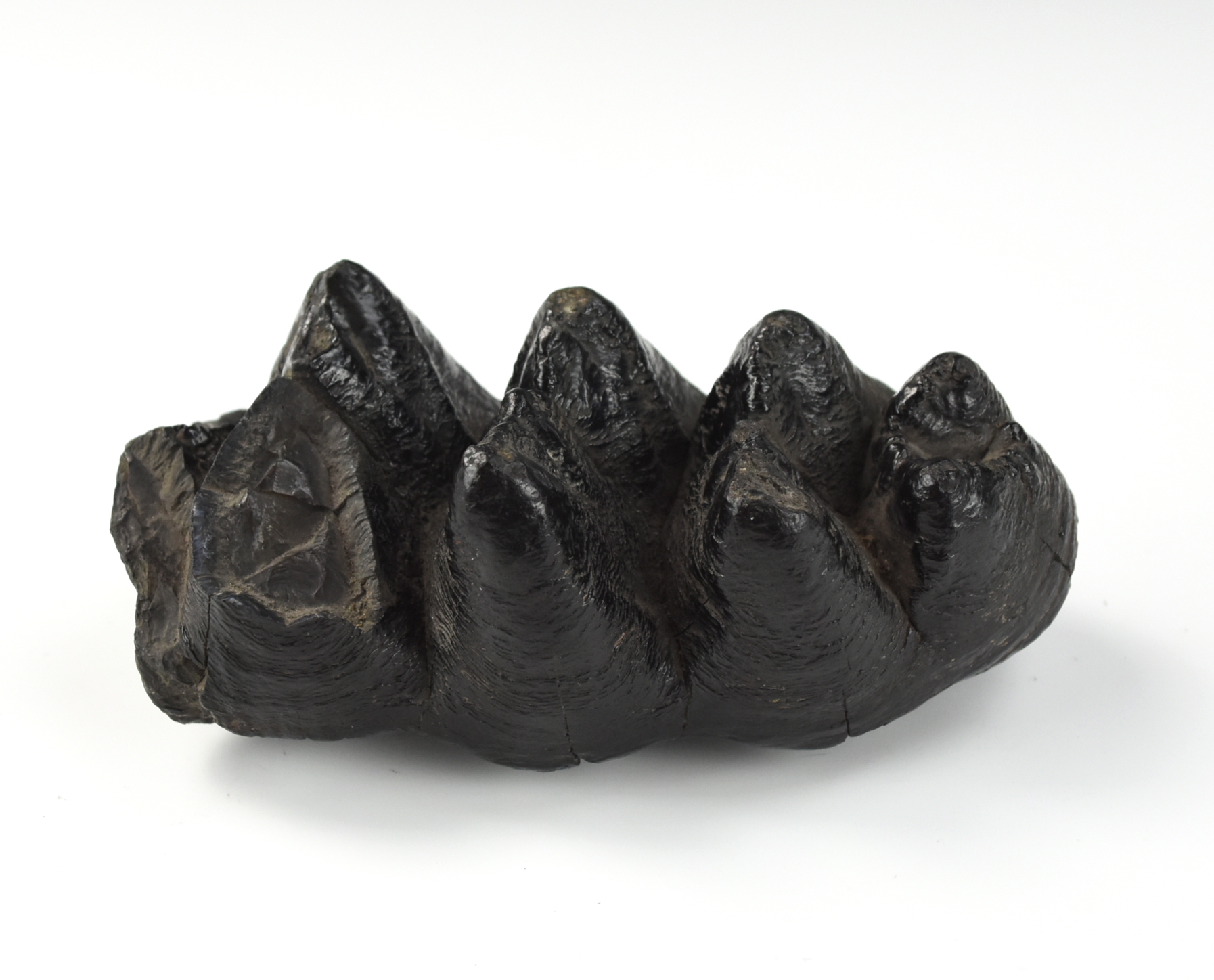 Appraisal: GORGEOUS BLACK MASTODON TOOTH FLORIDA FOSSILE black mastodon tooth Florida