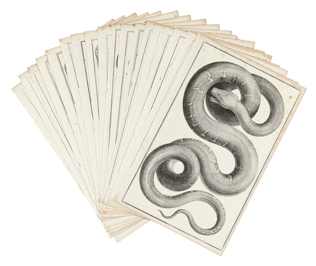 Appraisal: SEBA ALBERTUS Twenty single-page engraved plates featuring snakes extracted from