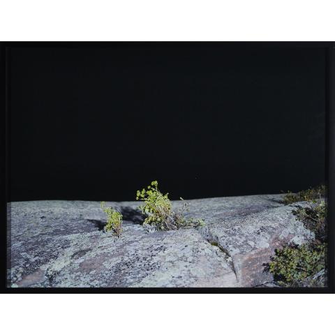 Appraisal: Andrew Wright - UNTITLED PHOTOGRAPH PLANT Canadian Colour chromogenic print