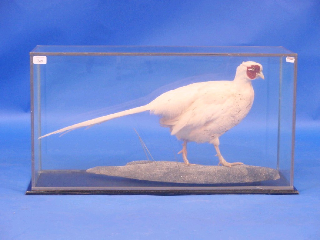 Appraisal: A glazed and cased taxidermy albino pheasant