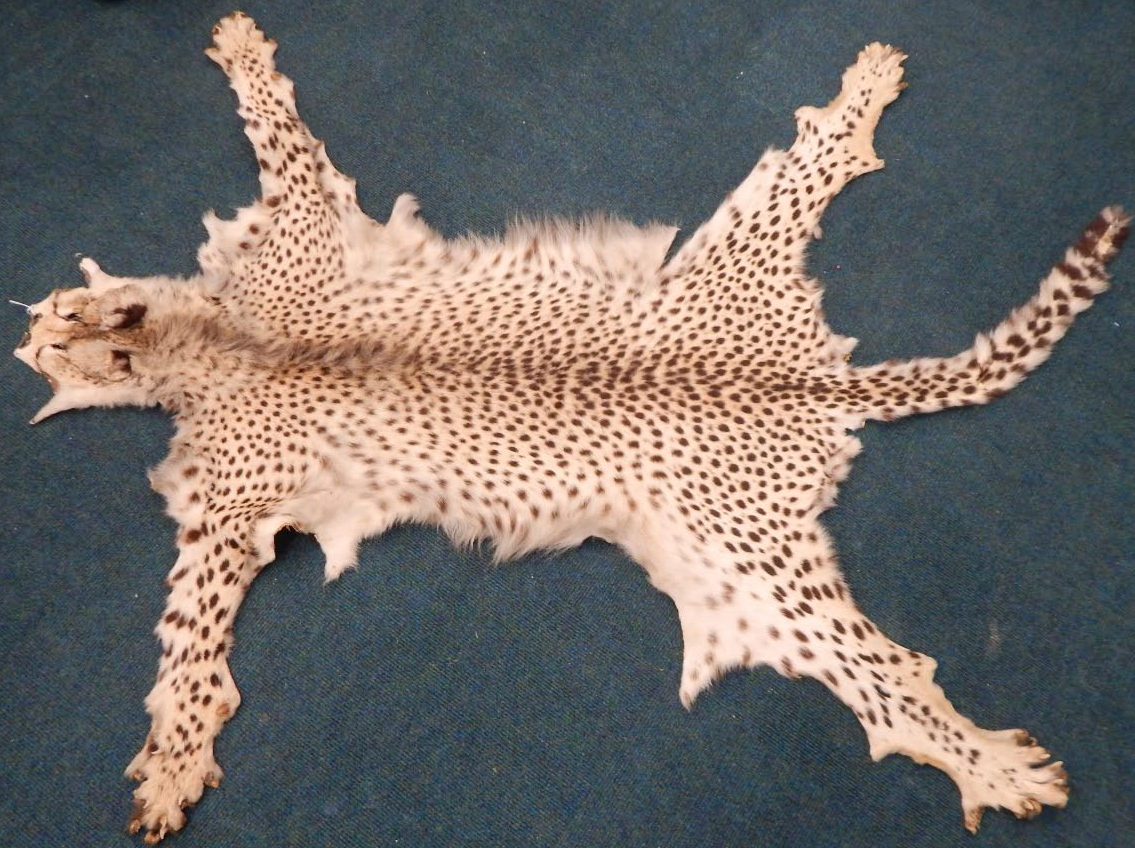 Appraisal: An African cheetah skin with claws and head tail AF