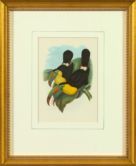 Appraisal: After John Gould British th Century Toucans pair of offset