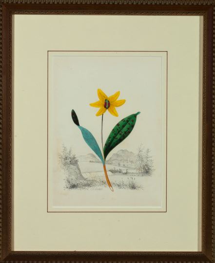 Appraisal: Edwin Whitefield British - Yellow Botanicals suite of four hand-colored