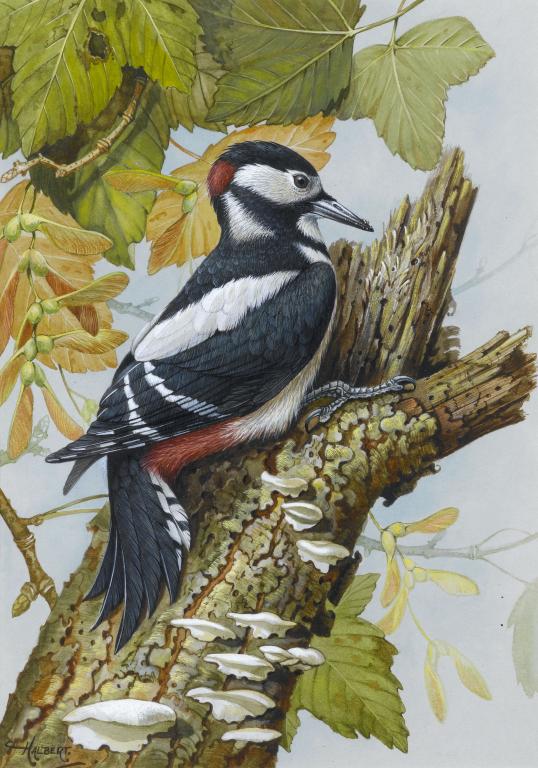 Appraisal: JONATHAN HALBERT TH CENTURY STUDIES OF BIRDS IN THEIR NATURAL