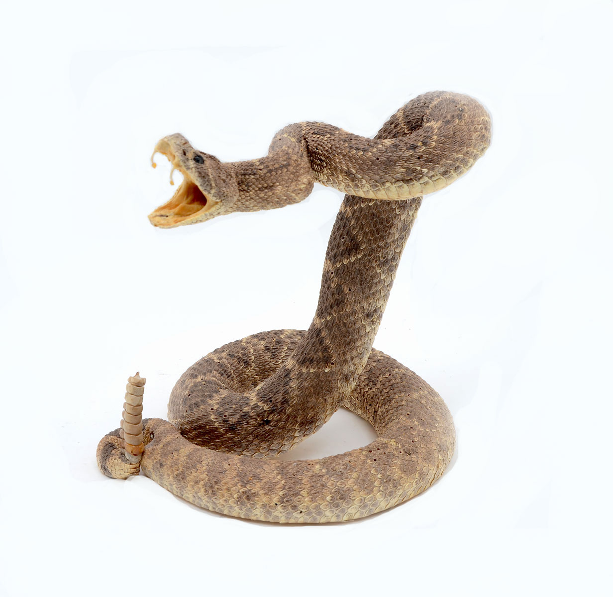 Appraisal: FULL BODY TAXIDERMY RATTLESNAKE Taxidermy Rattlesnake in an erected aggressive