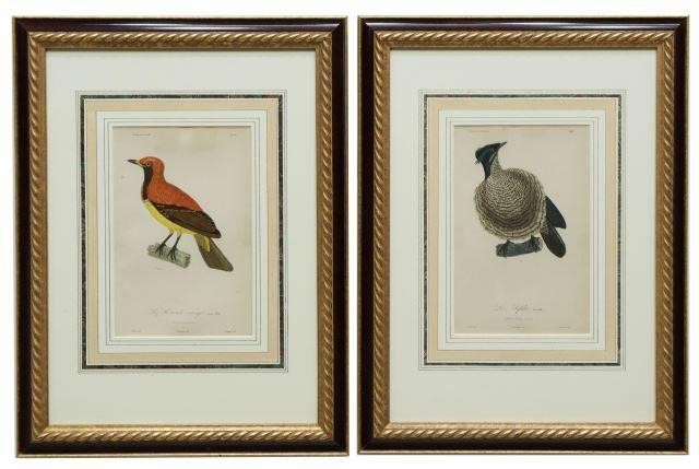 Appraisal: lot of Framed hand-colored ornithology engravings on paper after Jean