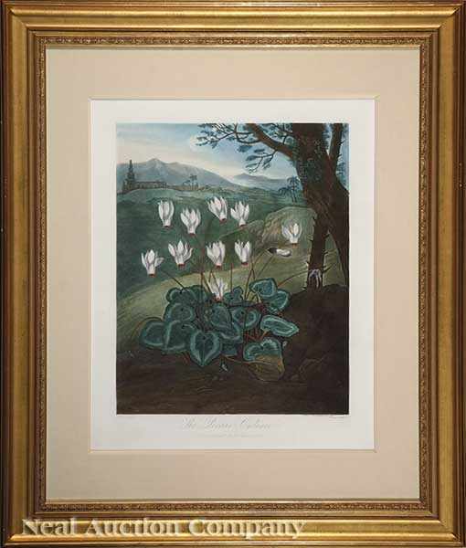 Appraisal: Dr Robert John Thornton English - Persian Cyclamen hand-colored engraved