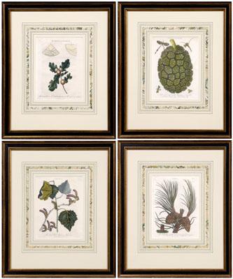 Appraisal: Four botanical engravings J Pass Pinus Populus Pandanus hellip and