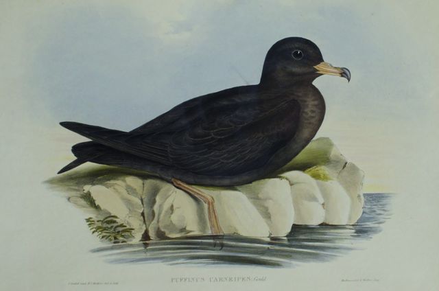 Appraisal: Fleshy-footed Petrel Puffinus Carneipes