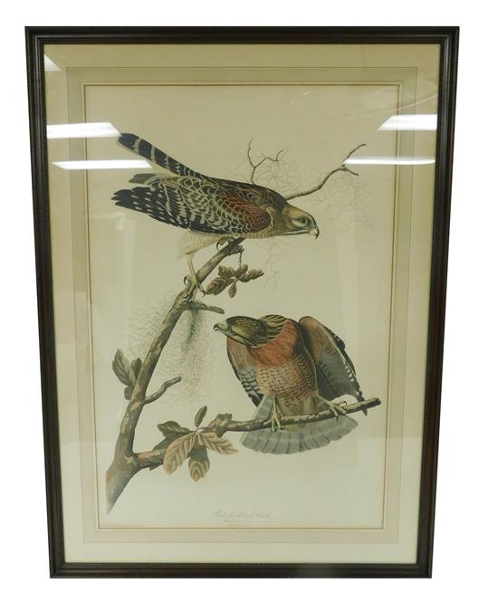 Appraisal: After John James Audubon American - Red Shouldered Hawk hand-colored