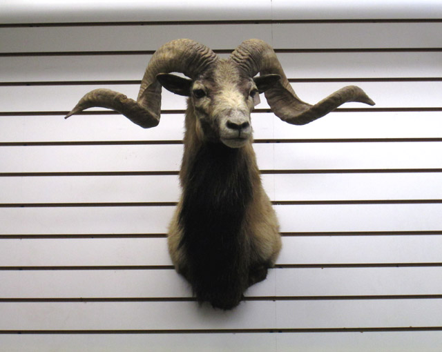 Appraisal: TWO RAM SHEEP TROPHY HEAD MOUNTS Mouflon sheep and Corsican