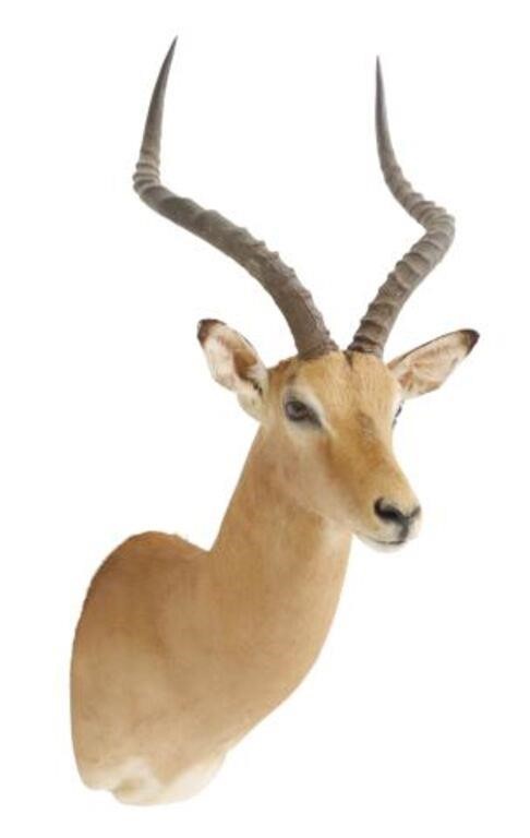 Appraisal: Taxidermy Impala antelope trophy shoulder mount approx h w d