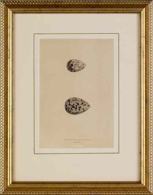 Appraisal: Two colored lithographs of eggs th c x