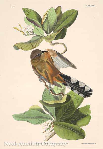 Appraisal: John James Audubon American - Mangrove Cuckoo Plate hand-colored engraving