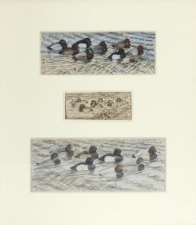 Appraisal: Charles Frederick Tunnicliffe - Three Works Tufted Ducks and Pochard