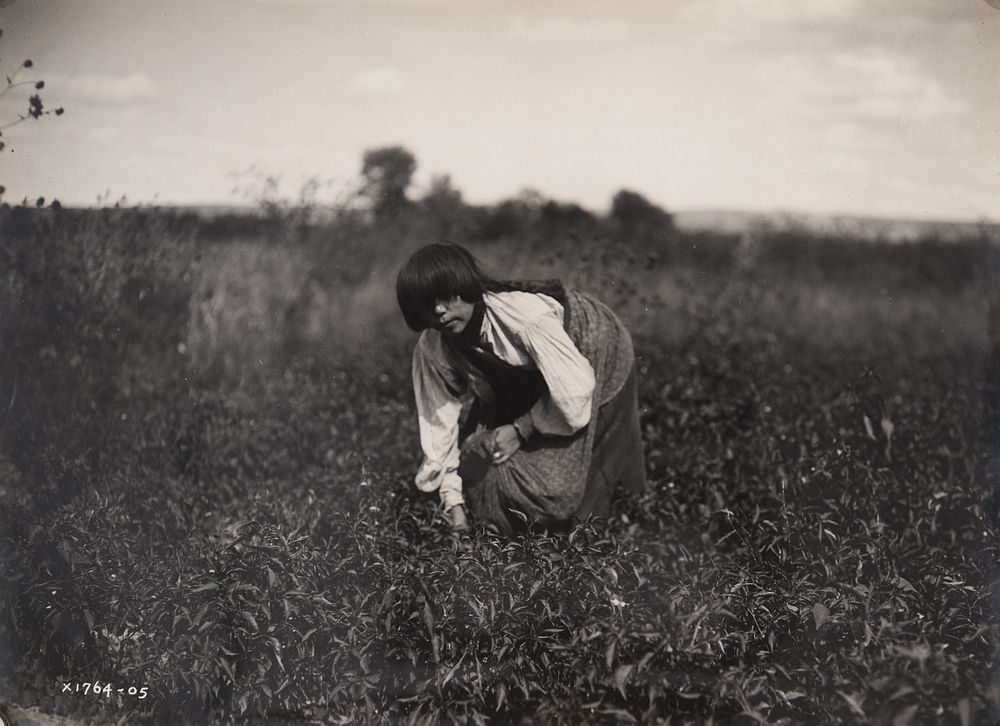 Appraisal: Edward Curtis Gathering Chile - San Juan Edward S Curtis