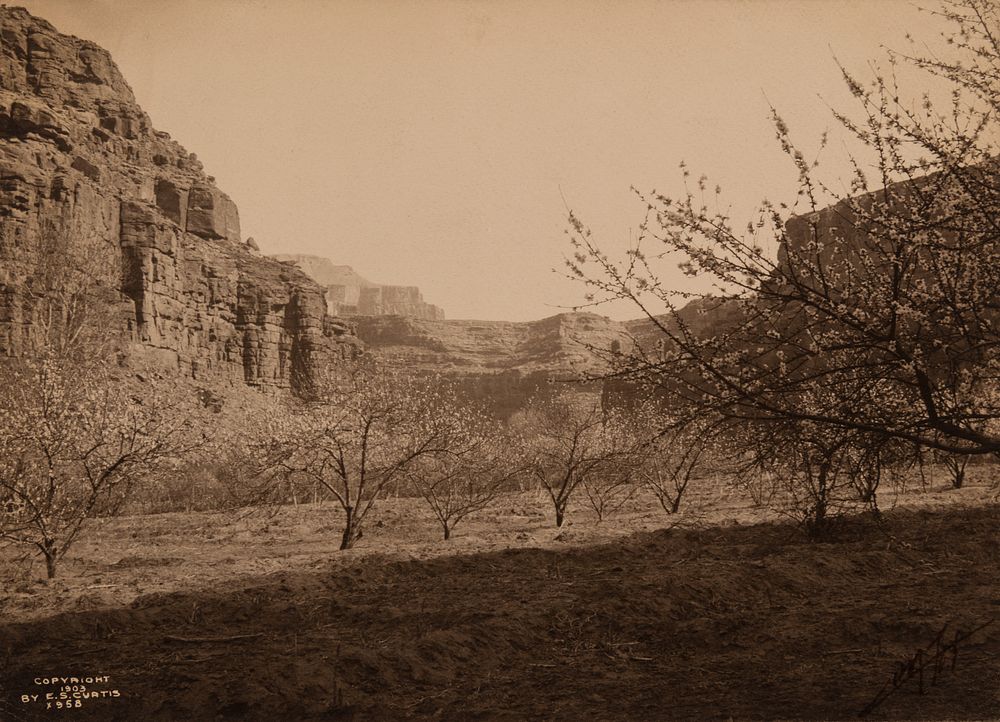 Appraisal: Edward Curtis Peach Orchard - Havasupai Edward S Curtis -