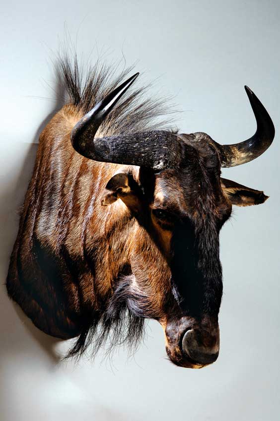 Appraisal: WILDEBEEST Connochaetes taurus Africa This handsome shoulder mount is in