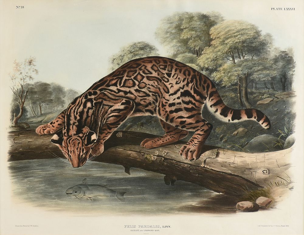 Appraisal: JOHN WOODHOUSE AUDUBON American - A HAND COLORED LITHOGRAPH Felis