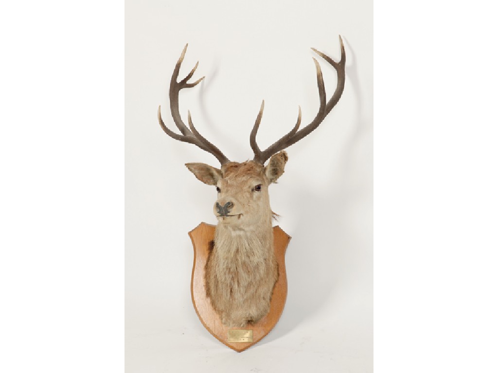 Appraisal: A STAG'S HEAD mounted on an oak shield with a