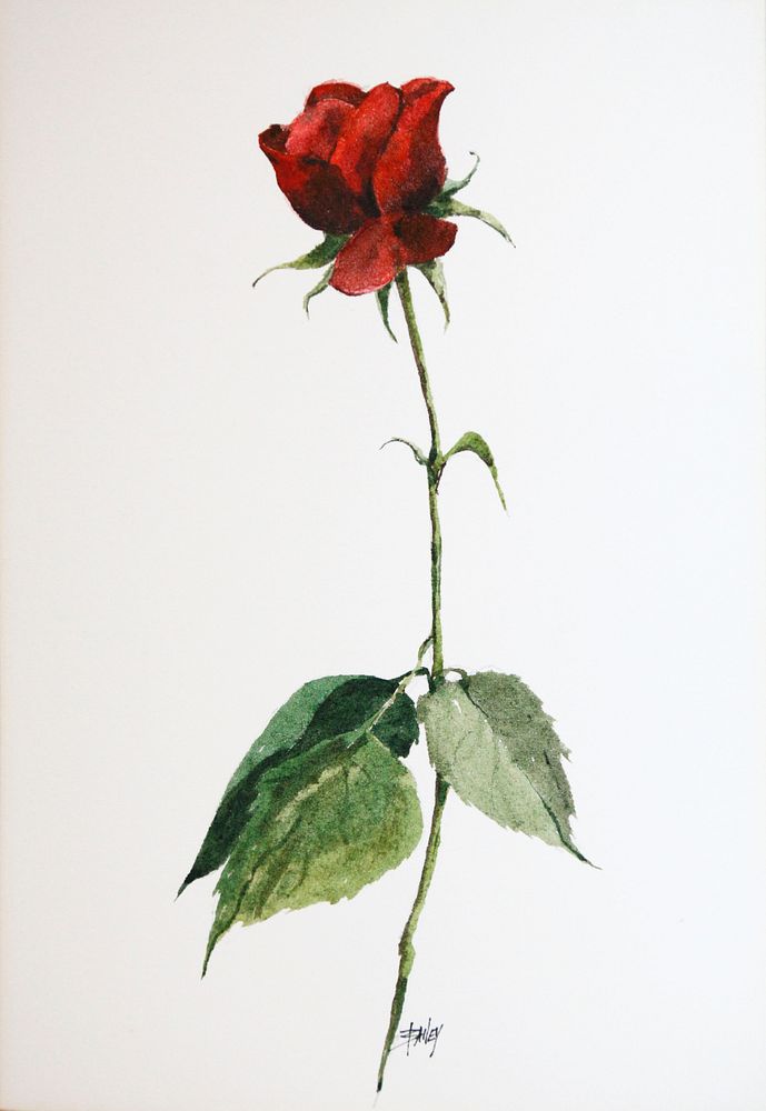 Appraisal: Roy Bailey Watercolor on Paper A Rose Roy Bailey -