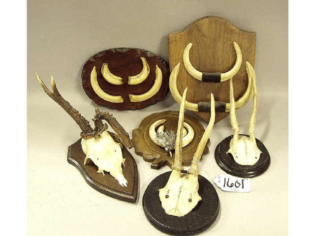 Appraisal: Box lot of European horned mounts and tusks Estimate -