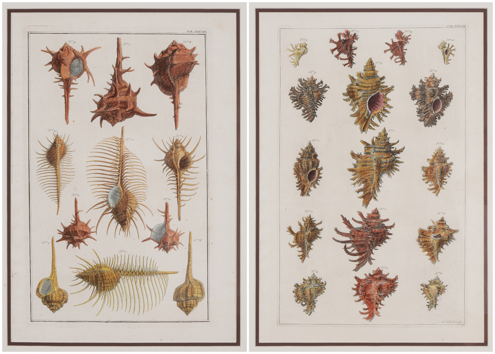 Appraisal: Albertus Sepa Dutch - Two hand-colored engravings of shells circa