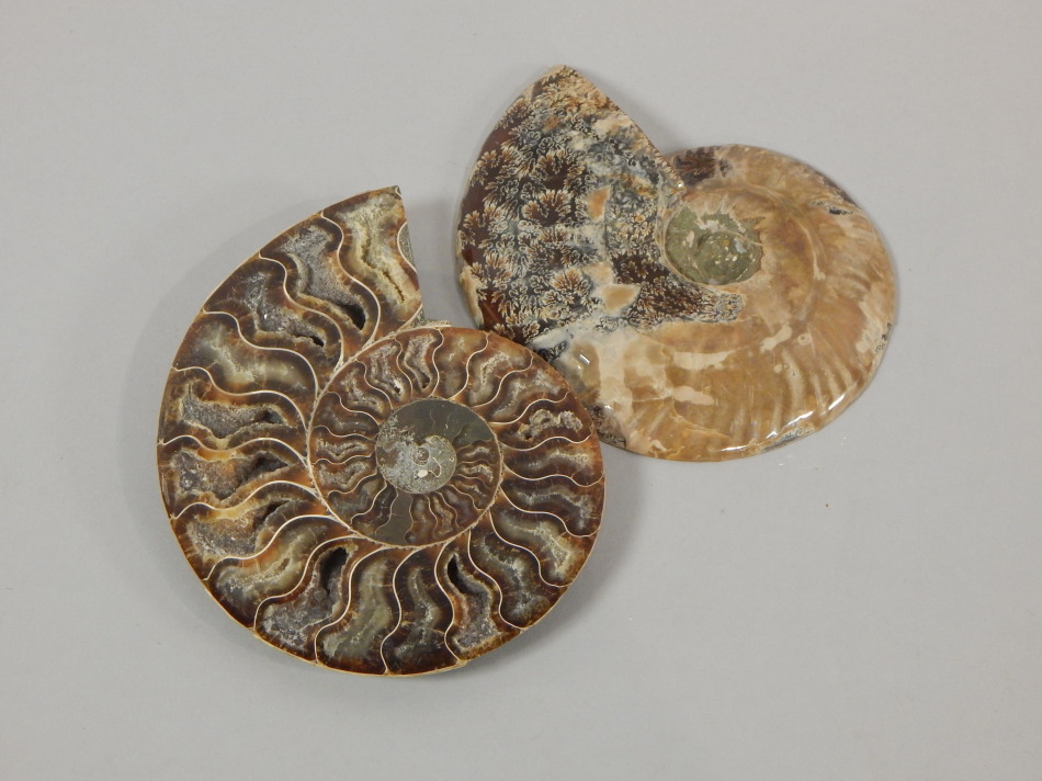 Appraisal: A fossilized ammonite cut in two sections and polished