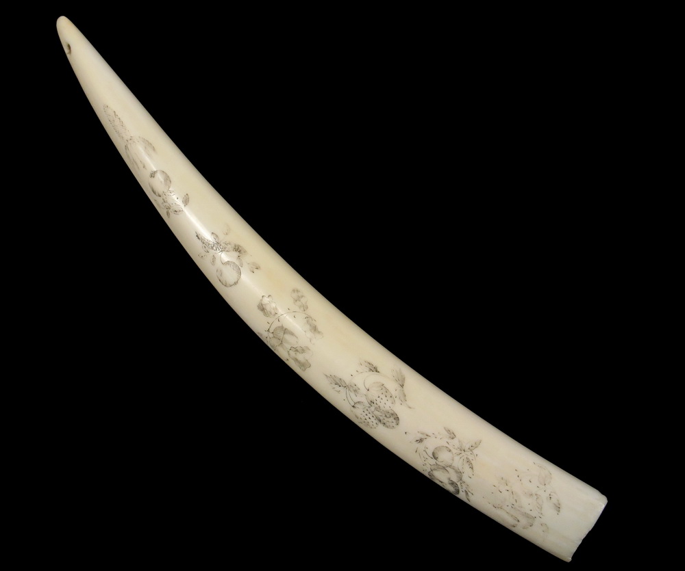 Appraisal: SCRIMSHAW WALRUS TUSK - th c Long Tusk with sailor's