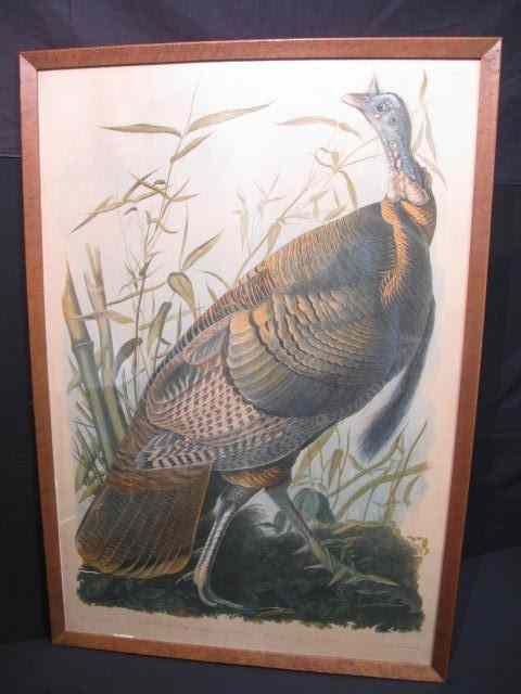 Appraisal: Framed Audubon chromolithograph ''Wild Turkey'' ''Plate'' printed in upper right