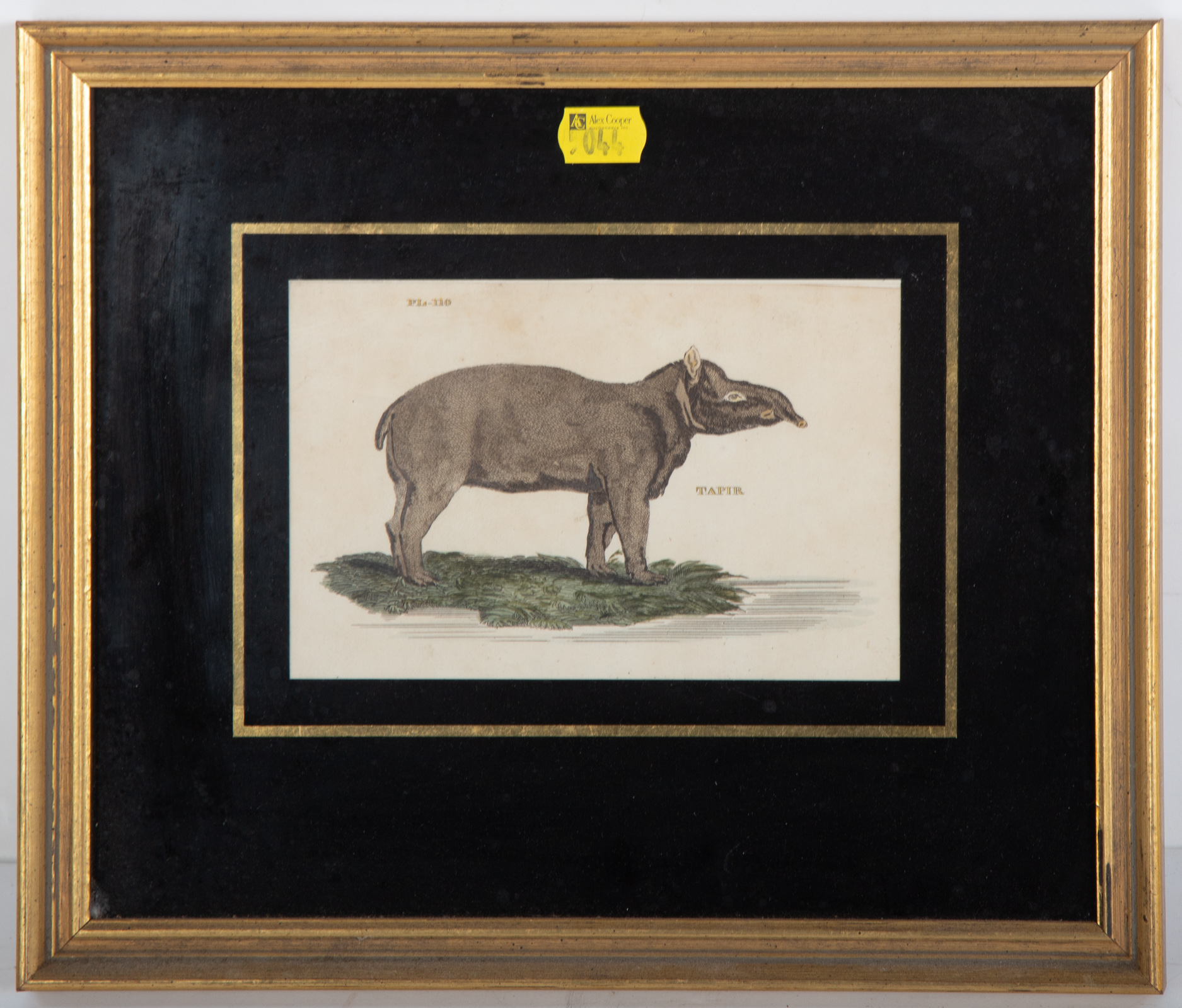 Appraisal: HAND COLORED ENGRAVING OF A TAPIR Sight size x in