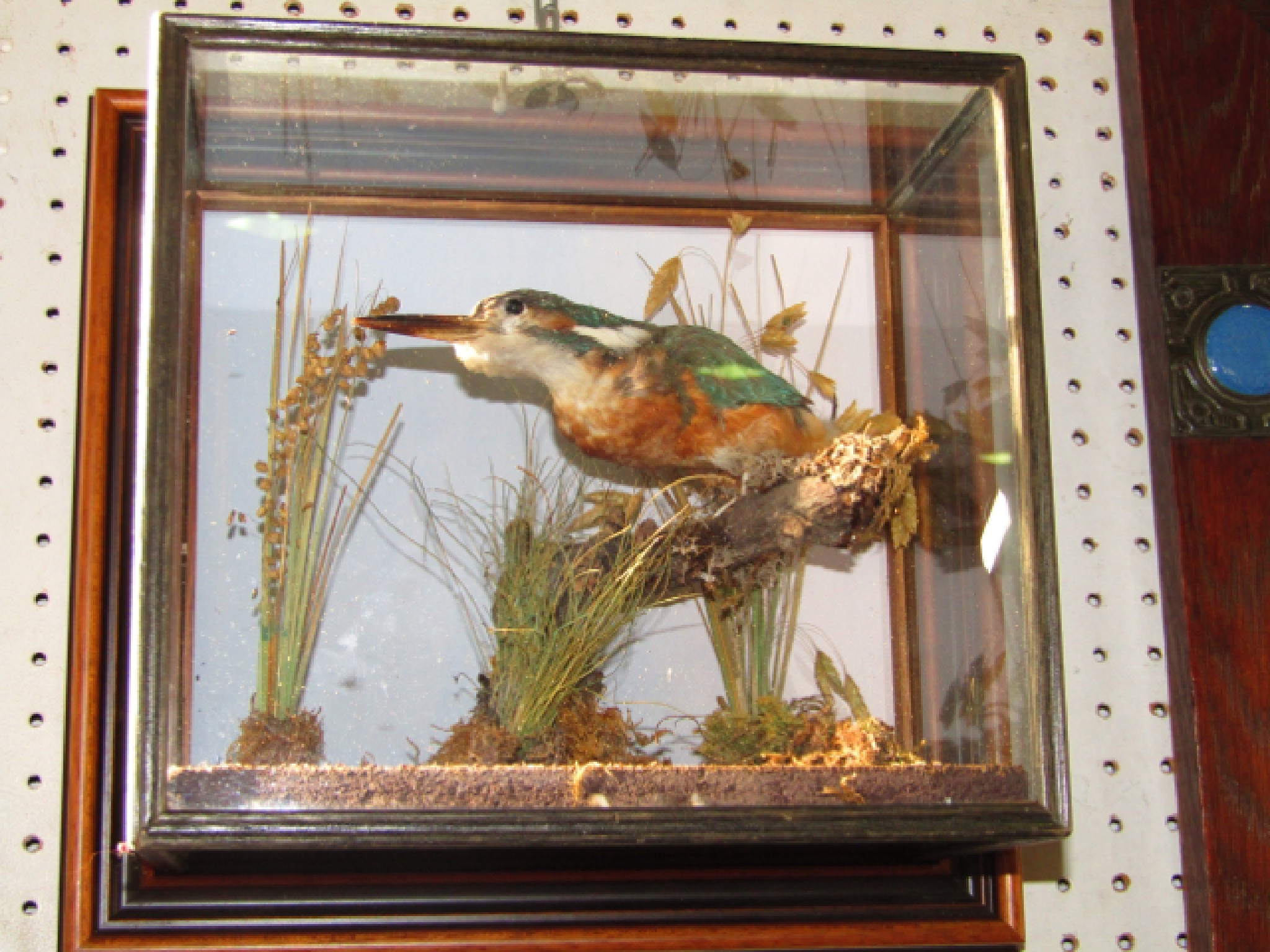 Appraisal: An antique taxidermy study of a seated Kingfisher in a