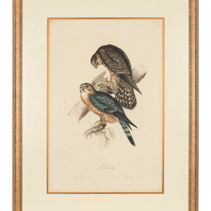 Appraisal: GOULD John - Merlin Falco aesalon Lithograph with hand-coloring matted